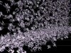 "Niagara" sequence