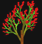 Fractal Tree