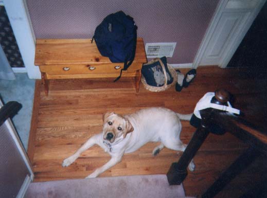 Hubbell as a growing puppy