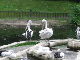 Pelican at Zoo