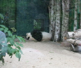 Panda at Zoo