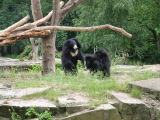 Masked bear at Zoo