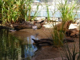 Aviary at Monterey Aquarium
