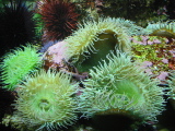 Sea plant at Monterey Aquarium