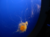 Eggyolk Jellyfish