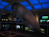 Whale at Natural History Museum