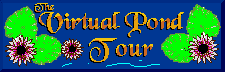 [The Virtual Pond Tour]