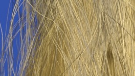captured hair