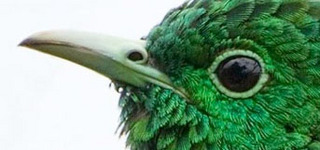 emerald cuckoo