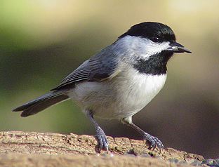 Chickadee!