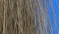 captured hair fibers