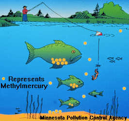 picture of fish