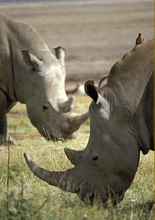 Rhinos' Dinner