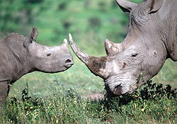 Rhino Family