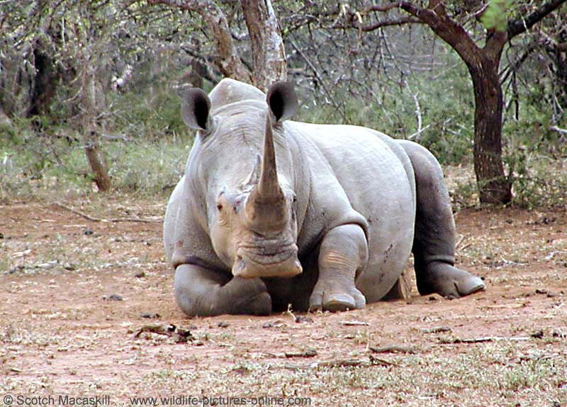 rhino