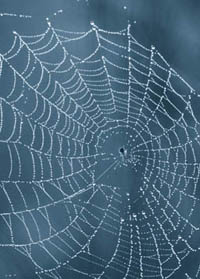 ../../images/web2.jpg