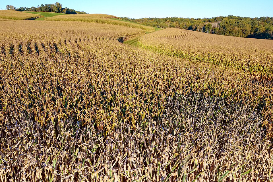 A densely-packed corn field in Wisconsin, USA. The plants look wilted and dry, and are brown/golden colored.