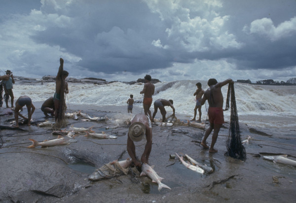 Migratory dourada catfish