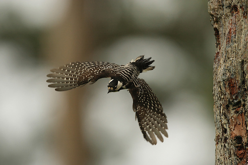 A Red-cockaded woodpecker