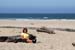 beachEllen