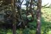 scenicTree1