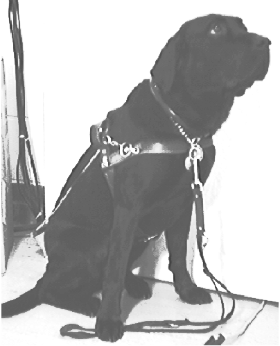 Picture of Aster Labrador