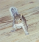 squirrely wirly.jpg (6466 bytes)