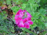 Flower at Carmel Mission