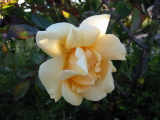 Flower at Carmel Mission