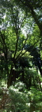 Tree at Muir Woods