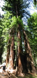 Tree at Muir Woods