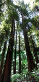 Trees at Muir Woods