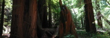 Muir Woods