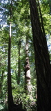 Muir Woods
