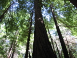 Muir Woods