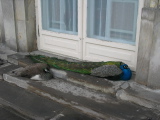 Peacocks avoiding the snow