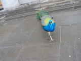 Peacock coming out for lunch