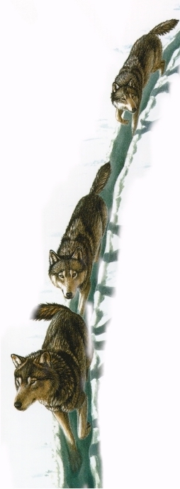 pack3.jpg (77319 bytes)