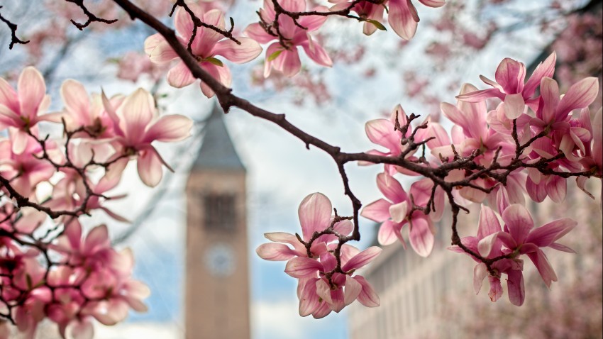 spring blooms