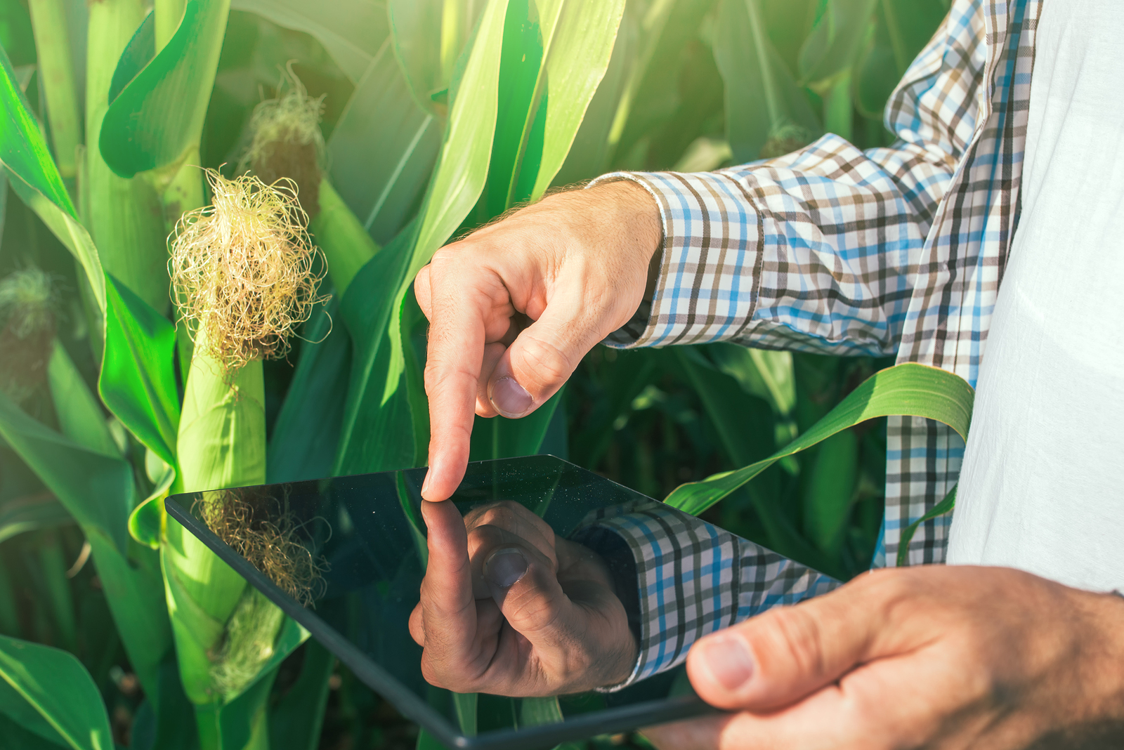 CIS Profs to Assess Farmers' Concerns About Digital Agriculture