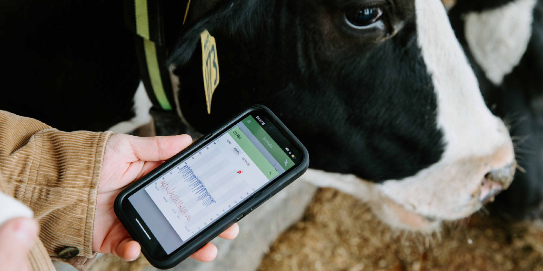 A photo of a man holding a smart phone in front of a dairy cow.