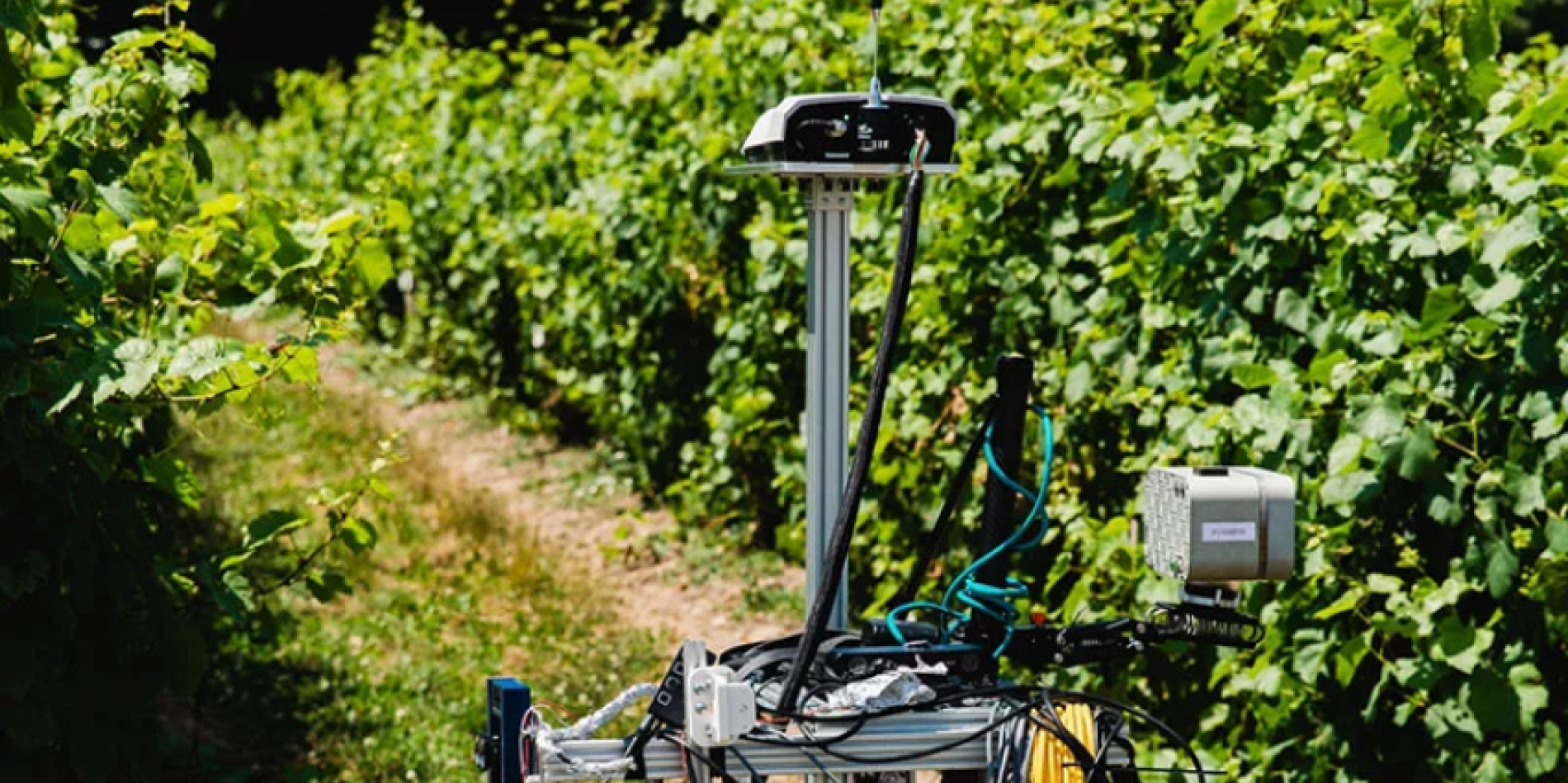 A robot analyzes green crops in a field