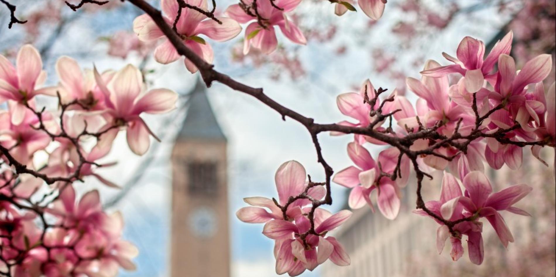 Spring blossoms in front of the Cornell clocktower