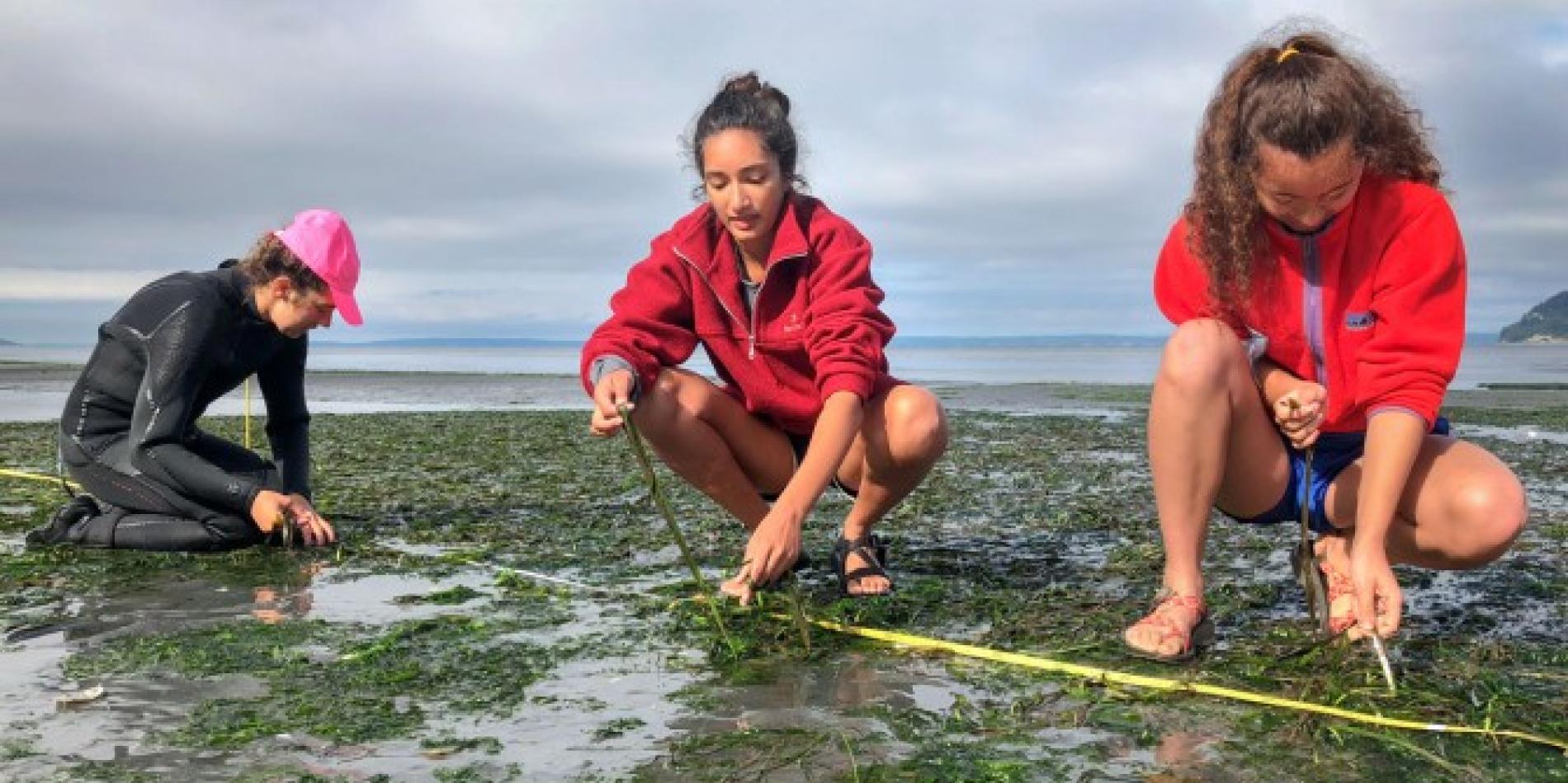 Marine herbivores chomp eelgrass, making it susceptible to wasting