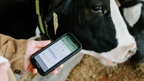 A photo of a man holding a smart phone in front of a dairy cow.