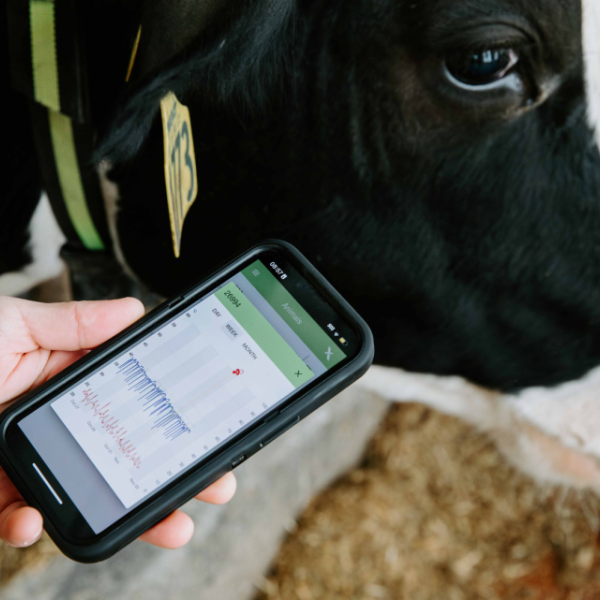 A photo of a man holding a smart phone in front of a dairy cow.