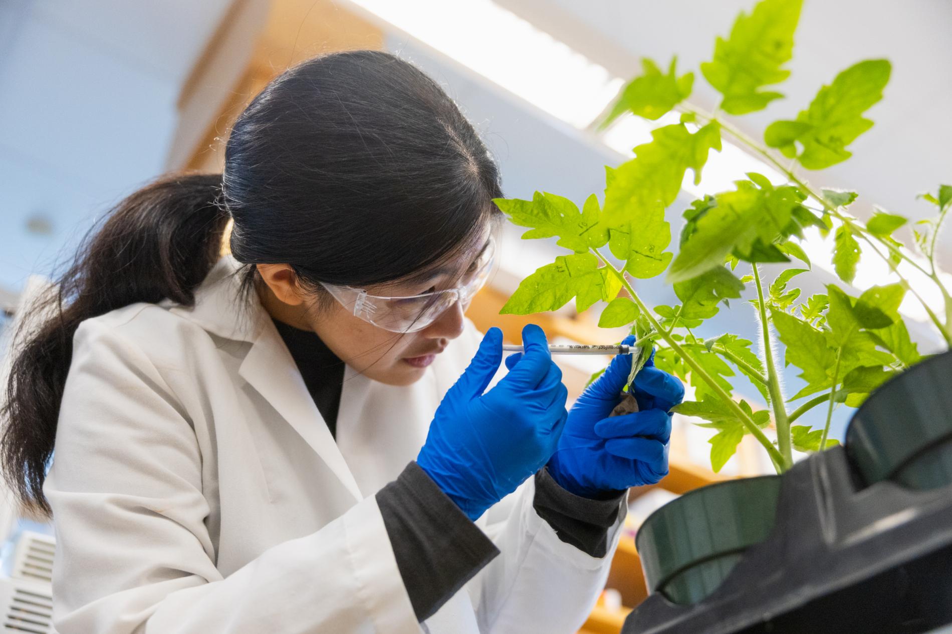 Woman with dark hair and ponytail using syringe on plant