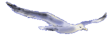 gull.gif (27410 bytes)