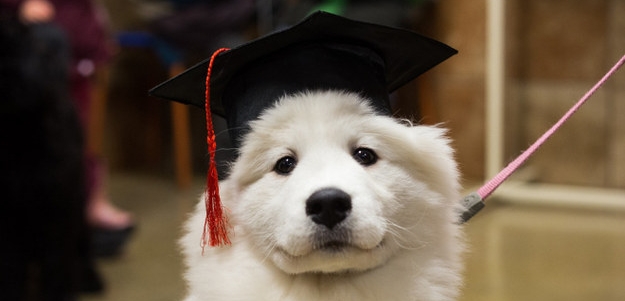 mortarboard puppy!