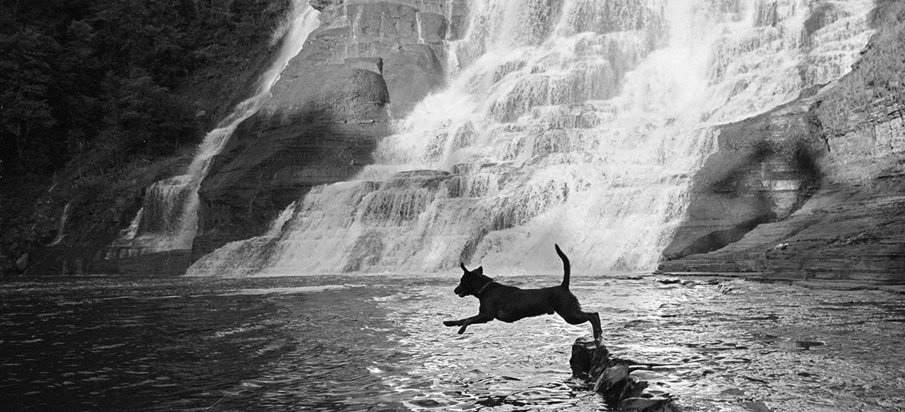 puppy in an Ithaca gorge!